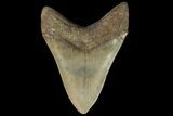 Serrated, Fossil Megalodon Tooth - Georgia #89795-1
